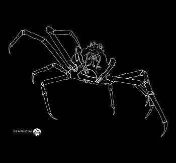 Japanese Spider Crab - background - 350x325